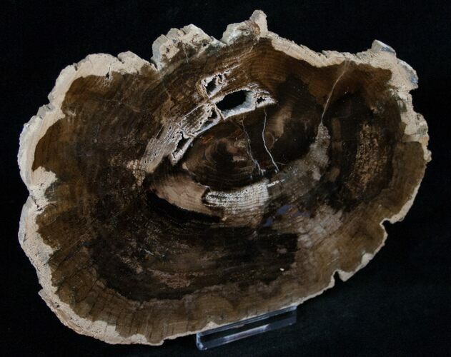 Petrified Locust Wood Slab - McDermitt, Oregon #13650